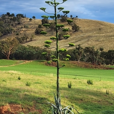 Agave americana (Century Plant) at Boorowa, NSW - 26 Dec 2023 by Jmetcalfe001