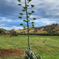 Agave americana at Boorowa, NSW - 27 Dec 2023 06:47 AM