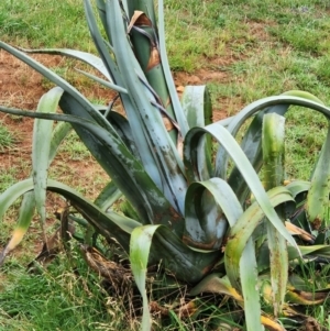 Agave americana at Boorowa, NSW - 27 Dec 2023 06:47 AM