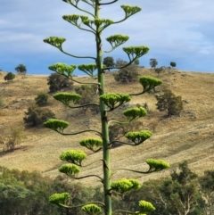 Agave americana at Boorowa, NSW - 27 Dec 2023 06:47 AM