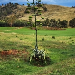 Agave americana at Boorowa, NSW - 27 Dec 2023 06:47 AM