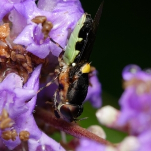 Odontomyia hunteri at Downer, ACT - 4 Jan 2024