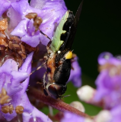 Odontomyia hunteri (Soldier fly) at Downer, ACT - 4 Jan 2024 by RobertD