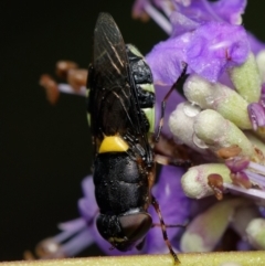 Odontomyia hunteri at Downer, ACT - 4 Jan 2024