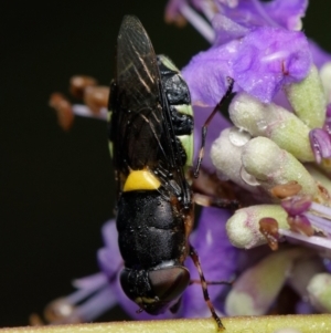 Odontomyia hunteri at Downer, ACT - 4 Jan 2024