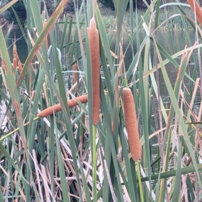 Typha orientalis at Beechworth, VIC - 3 Jan 2024 by trevorpreston