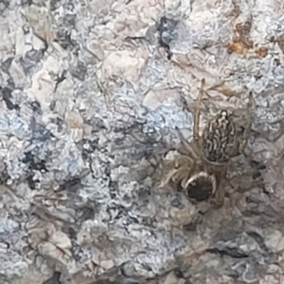 Maratus griseus (Jumping spider) at Beechworth, VIC - 3 Jan 2024 by trevorpreston