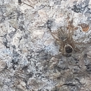 Maratus griseus at Beechworth, VIC - 3 Jan 2024 07:47 PM