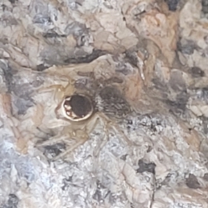 Maratus griseus at Beechworth, VIC - 3 Jan 2024 07:47 PM