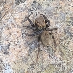 Unidentified Jumping or peacock spider (Salticidae) at Beechworth, VIC - 3 Jan 2024 by trevorpreston