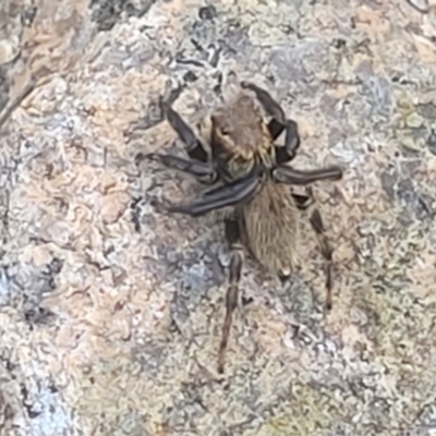 Maratus griseus (Jumping spider) at Beechworth, VIC - 3 Jan 2024 by trevorpreston