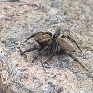 Maratus griseus at Beechworth, VIC - 3 Jan 2024 07:46 PM