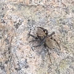Maratus griseus at Beechworth, VIC - 3 Jan 2024 07:46 PM