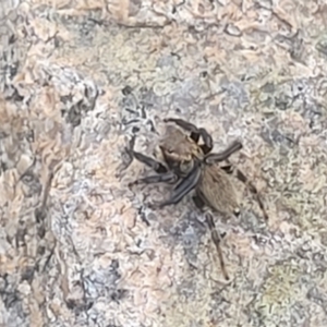 Maratus griseus at Beechworth, VIC - 3 Jan 2024 07:46 PM