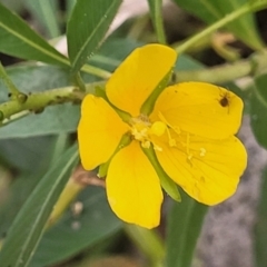 Ludwigia palustris at Lake Sambell Reserve - 3 Jan 2024 by trevorpreston