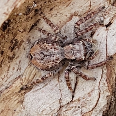 Servaea incana (Jumping spider) at Beechworth, VIC - 3 Jan 2024 by trevorpreston