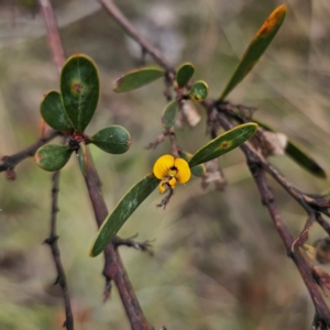 Daviesia mimosoides subsp. mimosoides at QPRC LGA - 3 Jan 2024 04:42 PM