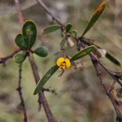 Daviesia mimosoides subsp. mimosoides at Bungendore, NSW - 3 Jan 2024 by Csteele4