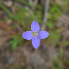 Wahlenbergia sp. (Bluebell) at Bungendore, NSW - 3 Jan 2024 by Csteele4