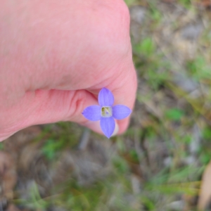 Wahlenbergia sp. at QPRC LGA - 3 Jan 2024