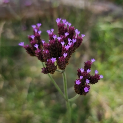 Verbena incompta (Purpletop) at Bungendore, NSW - 3 Jan 2024 by Csteele4