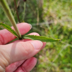 Verbena incompta at QPRC LGA - 3 Jan 2024