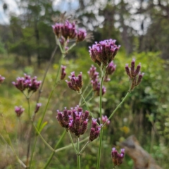 Verbena incompta at QPRC LGA - 3 Jan 2024