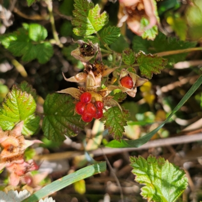 Rubus parvifolius (Native Raspberry) at Bungendore, NSW - 3 Jan 2024 by Csteele4