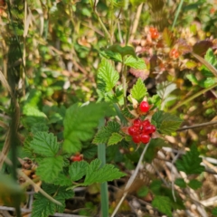 Rubus parvifolius at QPRC LGA - 3 Jan 2024 04:57 PM