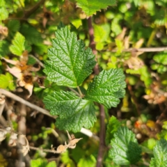 Rubus parvifolius at QPRC LGA - 3 Jan 2024 04:57 PM