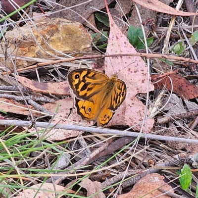 Heteronympha merope (Common Brown Butterfly) at Bungendore, NSW - 3 Jan 2024 by Csteele4