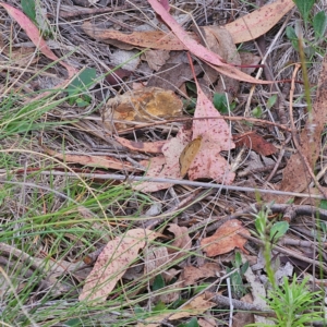 Heteronympha merope at QPRC LGA - 3 Jan 2024 04:41 PM