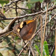 Heteronympha merope (Common Brown Butterfly) at Bungendore, NSW - 3 Jan 2024 by Csteele4