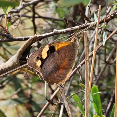 Heteronympha merope (Common Brown Butterfly) at Bungendore, NSW - 3 Jan 2024 by Csteele4