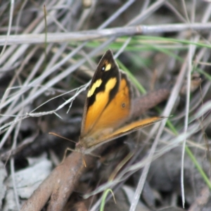 Heteronympha merope at QPRC LGA - 3 Jan 2024