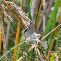 Zizina otis (Common Grass-Blue) at Bungendore, NSW - 3 Jan 2024 by Csteele4