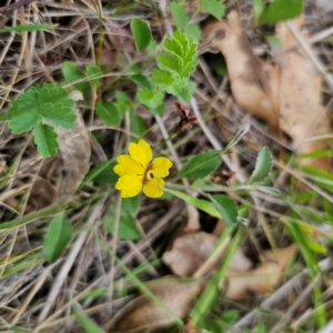 Goodenia hederacea subsp. hederacea at QPRC LGA - 3 Jan 2024