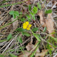 Goodenia hederacea subsp. hederacea at QPRC LGA - 3 Jan 2024 04:34 PM