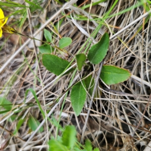 Goodenia hederacea subsp. hederacea at QPRC LGA - 3 Jan 2024