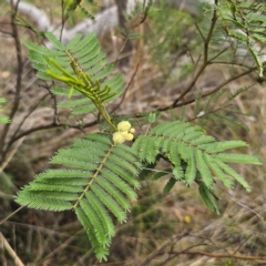 Acacia parramattensis (Parramatta Green Wattle) at Bungendore, NSW - 3 Jan 2024 by Csteele4