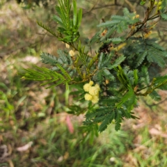 Acacia parramattensis at QPRC LGA - 3 Jan 2024