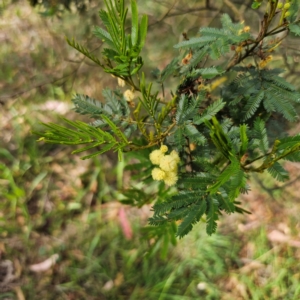 Acacia parramattensis at QPRC LGA - 3 Jan 2024