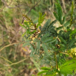 Acacia parramattensis at QPRC LGA - 3 Jan 2024