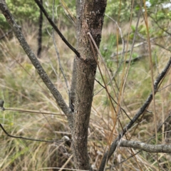 Acacia parramattensis at QPRC LGA - 3 Jan 2024