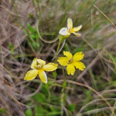 Velleia paradoxa (Spur Velleia) at Bungendore, NSW - 3 Jan 2024 by Csteele4