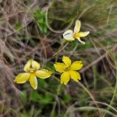 Velleia paradoxa at QPRC LGA - 3 Jan 2024