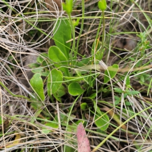 Velleia paradoxa at QPRC LGA - 3 Jan 2024