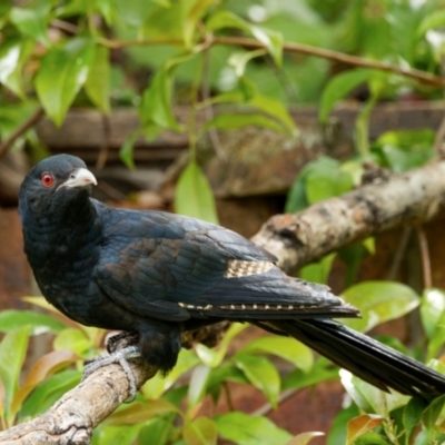 Eudynamys orientalis (Pacific Koel) at Palmerston, ACT - 4 Jan 2024 by pjpiper