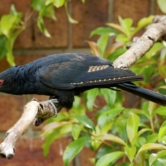 Eudynamys orientalis at Palmerston, ACT - 4 Jan 2024 09:51 AM