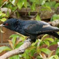 Eudynamys orientalis at Palmerston, ACT - 4 Jan 2024 09:51 AM